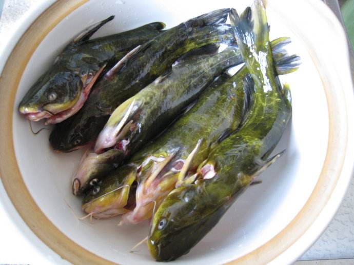 金沙江辣子鱼图片